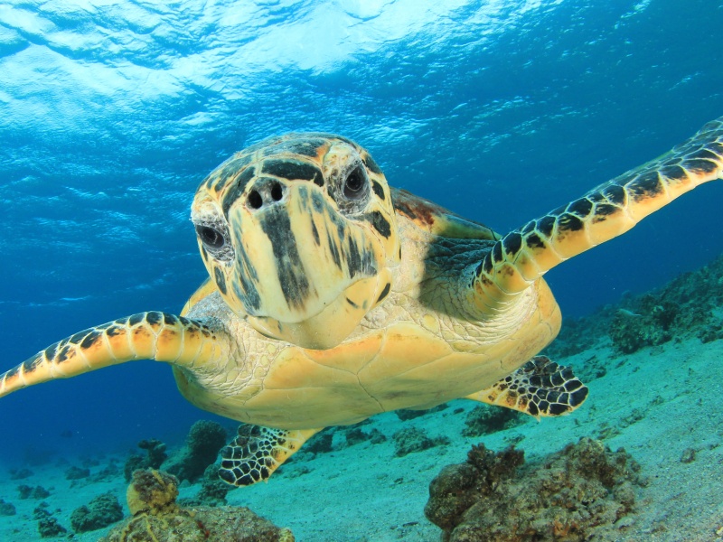 Tortue aux Maldives