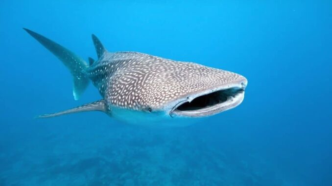 whale shark maldives