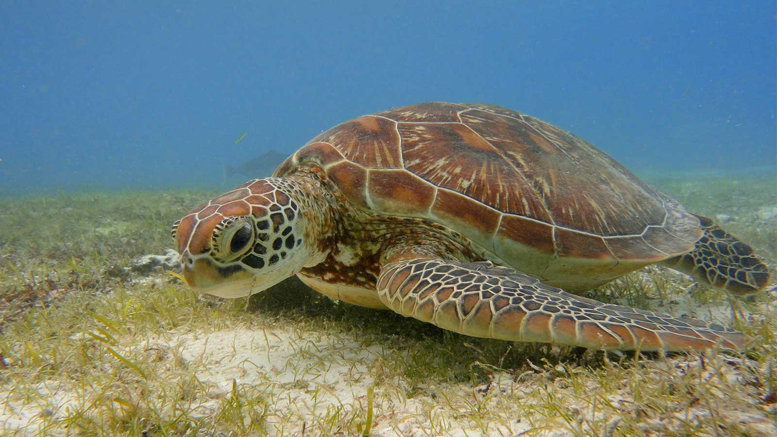 Snorkel Adventures Not To Be Missed! - Maldives Paradise