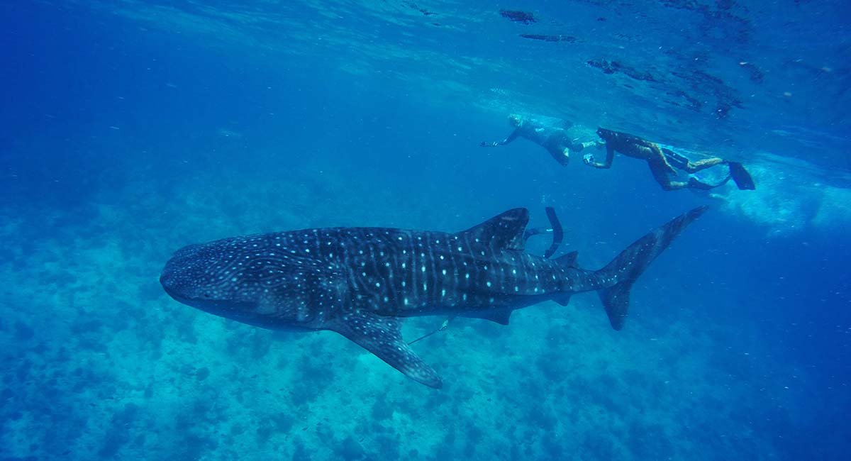 Whale Sharks at Vilamendhoo Maldives 