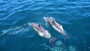 Dolphins in the Maldives