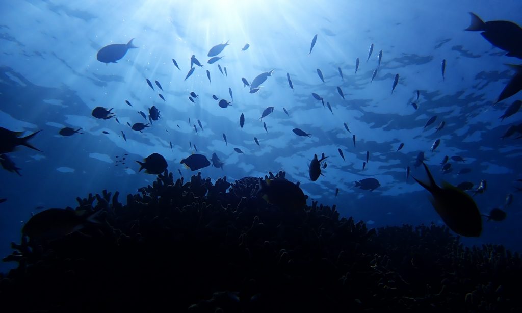 Dive into memorable underwater adventure with Baros Maldives’s Eco Explorer Experience