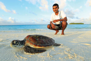 sea Turtle Maldives