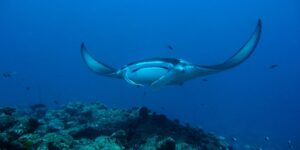 Manta Ray