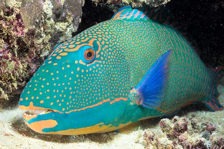 Parrotfish