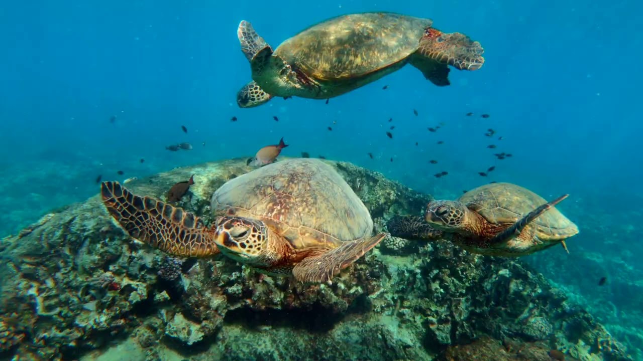 Alila Kothaifaru Maldiverne - En privat ø-retræte