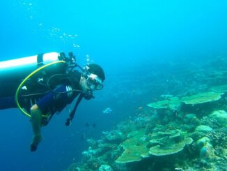 Diving in the Maldives