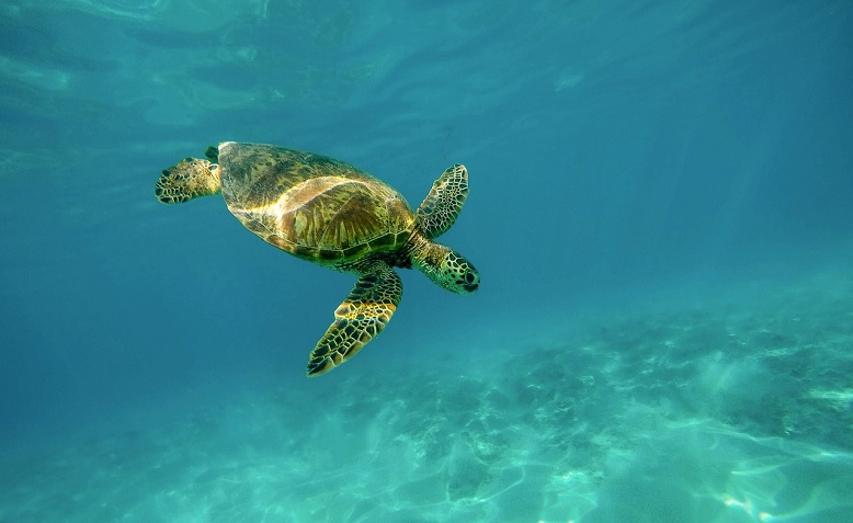 Turtle in Maldives