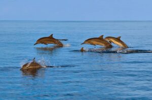 Delfin-Kreuzfahrt bei Sonnenuntergang auf den Malediven