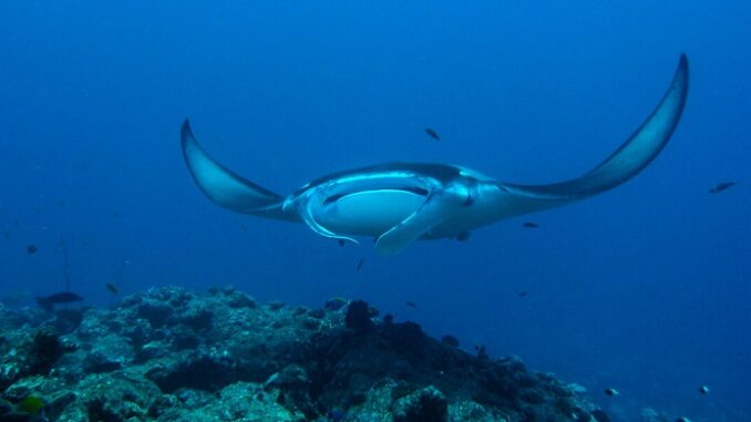 Manta Ray