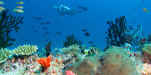 Baros Maldives House reef