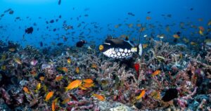 COMO Cocoa Island House Reef