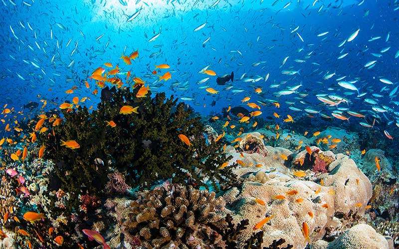 Coral Reef in the Maldives