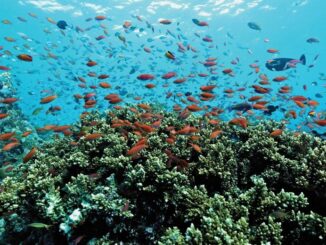 Oblu Nature Helengeli house reef