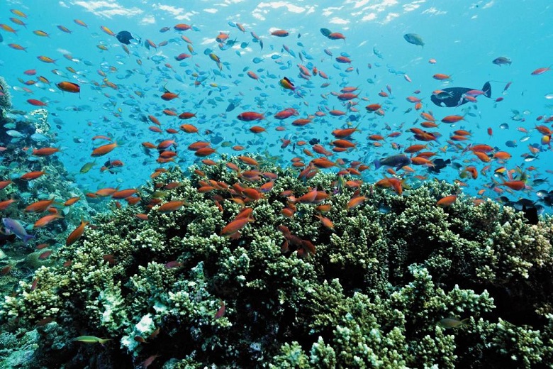 奥布鲁自然海伦杰利环礁