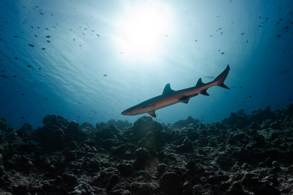 Astronauta certificado por PADI guía expedición de buceo en COMO Cocoa Island