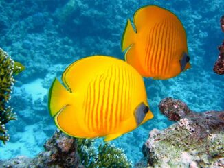 Coral reef with fish