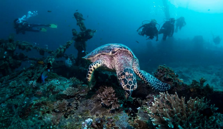 Tortuga en el atolón de Dhaalu