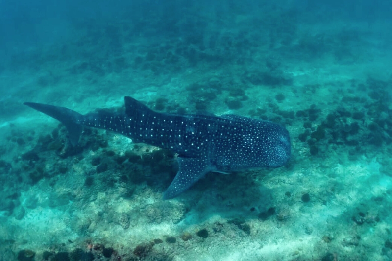 Vilamendhoo Maldives Resort & Spa is a Whaleshark hotspot