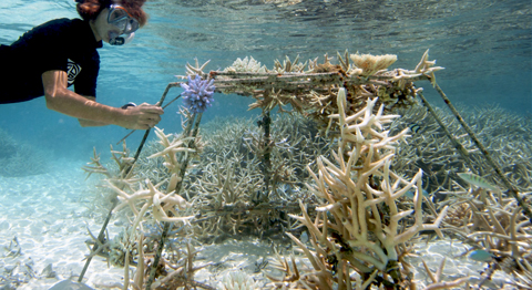 GoEco – Coral Gardening & Reef Conservation