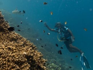 Mergulhador com equipamento azul liberando alimento perto de um recife de coral com muitos peixes tropicais pequenos ao redor.