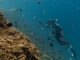 Scuba diver in blue gear releasing food near a coral reef with many small tropical fish around.