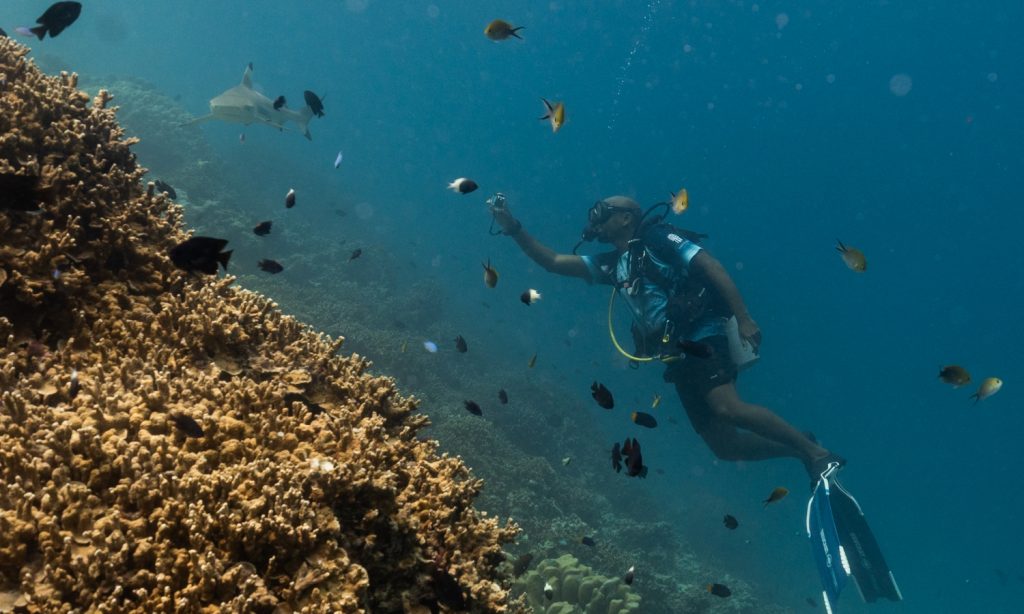 Un buceador con equipo azul libera comida cerca de un arrecife de coral rodeado de numerosos peces tropicales pequeños.